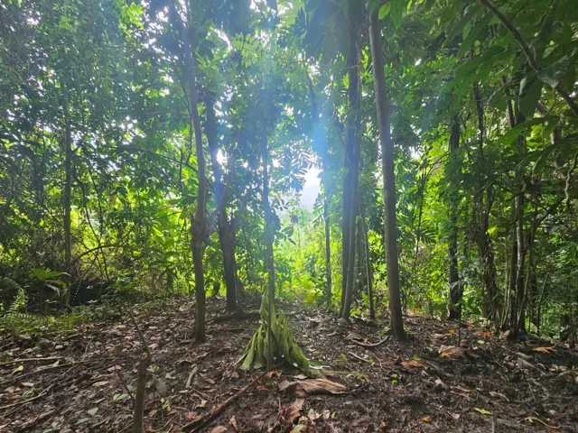 Finca
