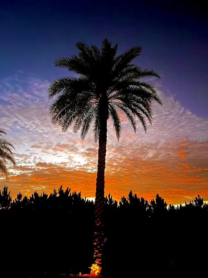 Love Palm Trees?
