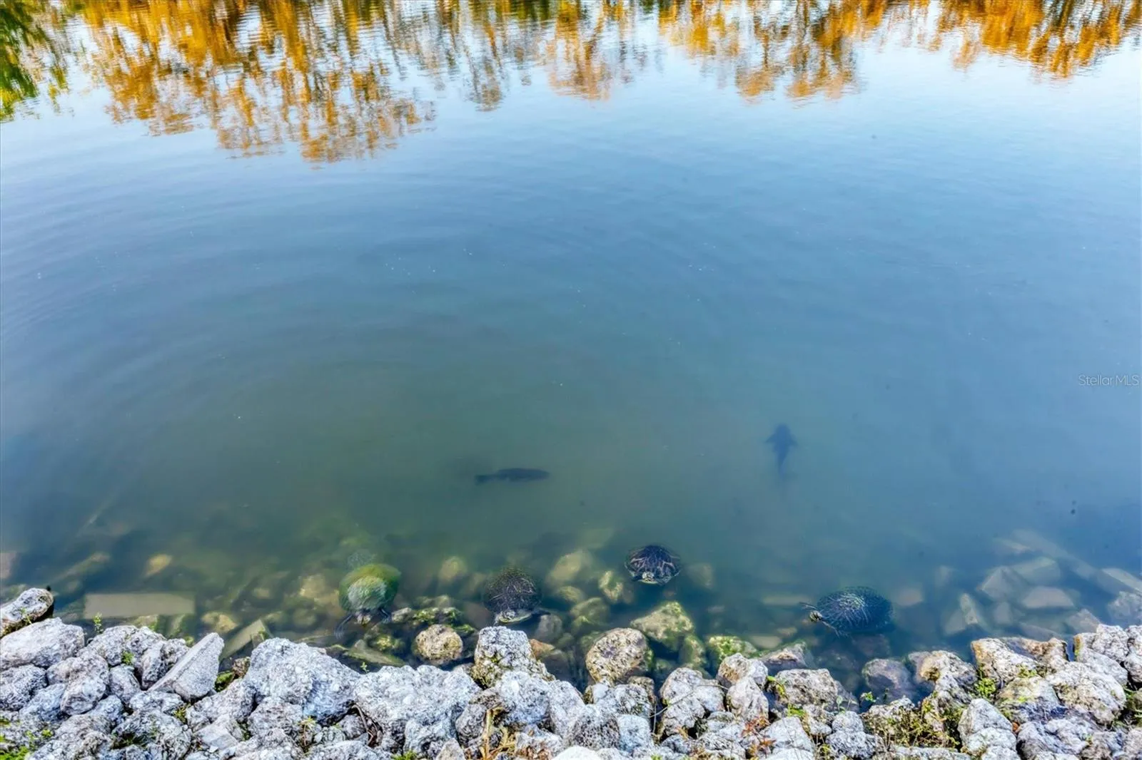 Turtles and fish in your own backyard