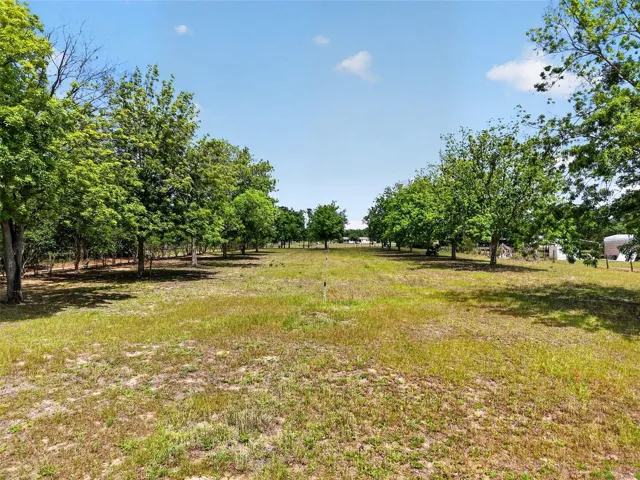 Walnut orchard-Front pasture