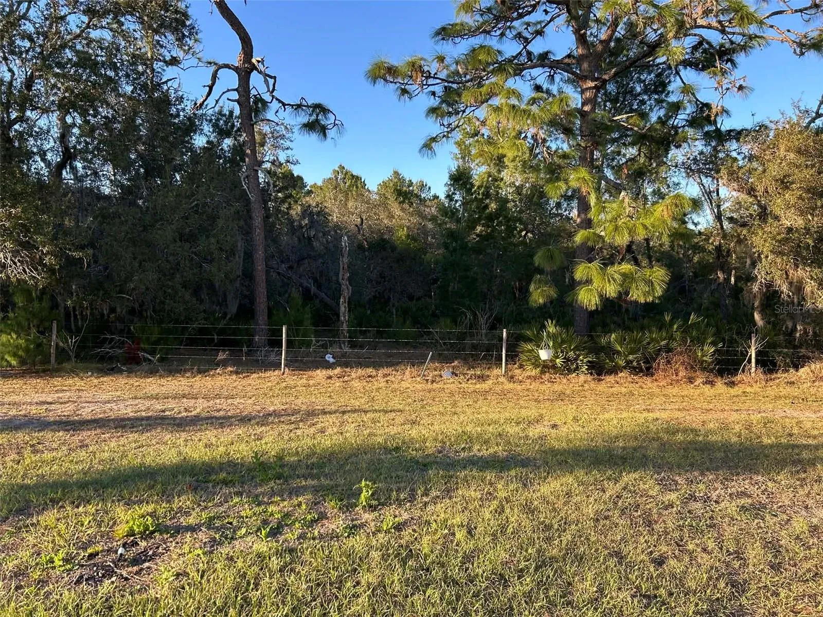 View from Back Yard
