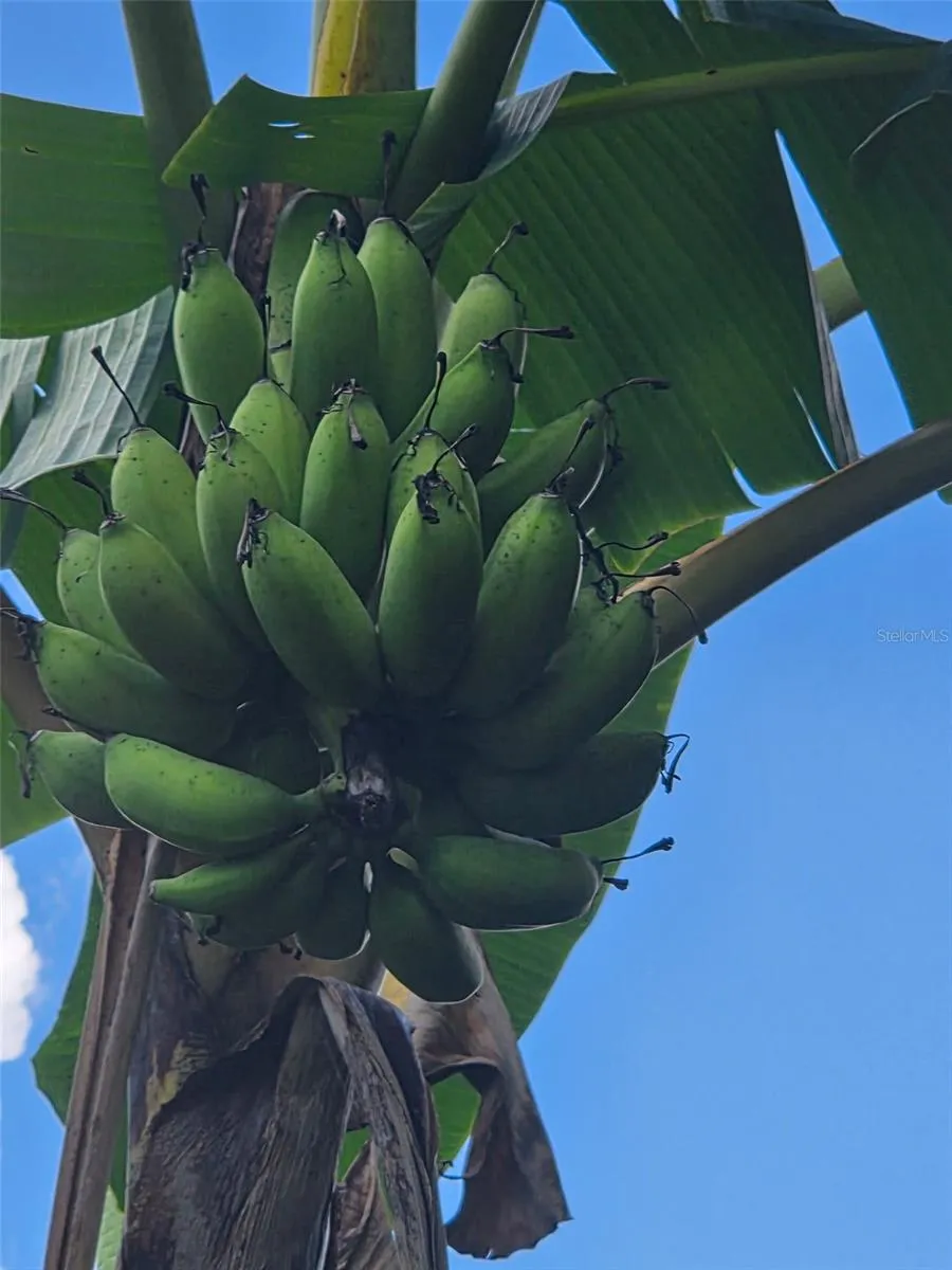 Banana Tree