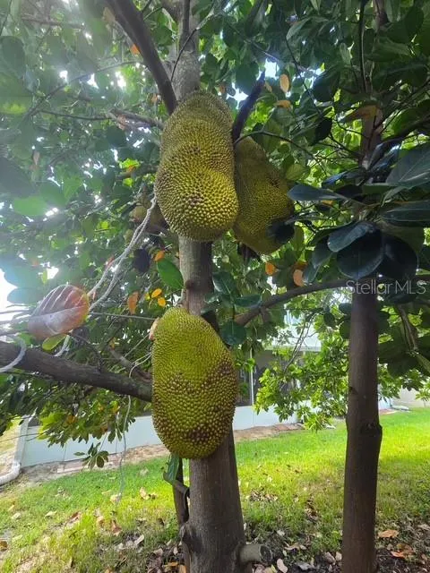Papaya Tree