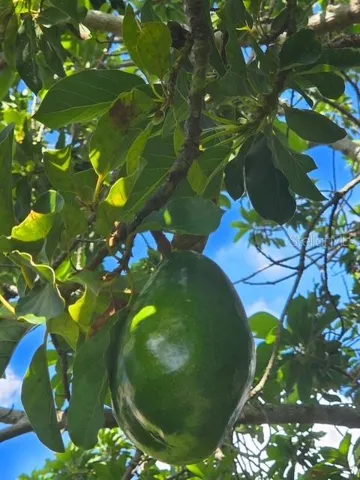 Avocado Tree