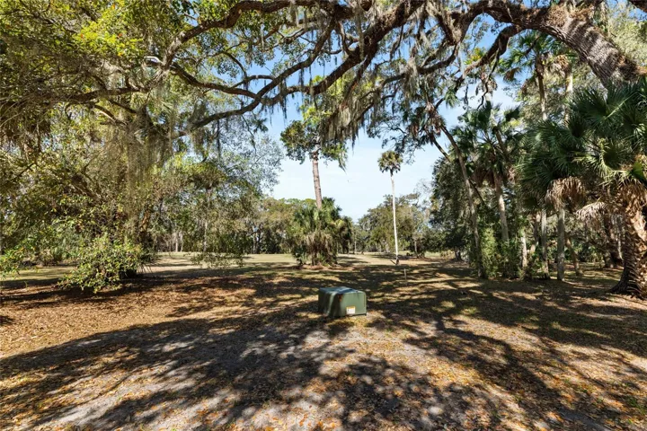 Back yard