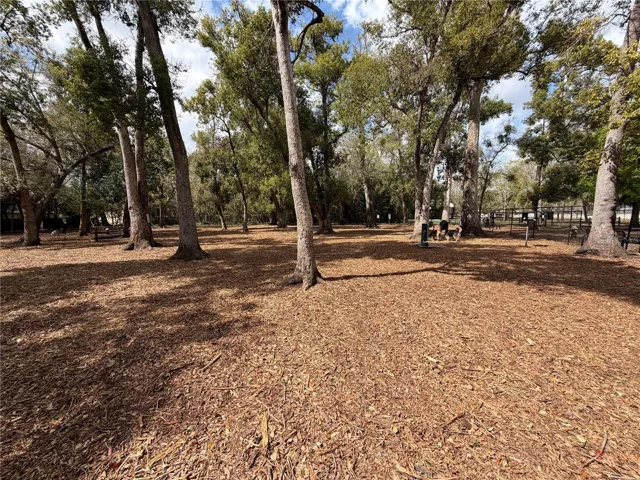 Amazing dog park in your backyard