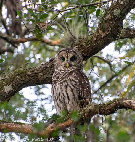 Wildlife Seen in the community