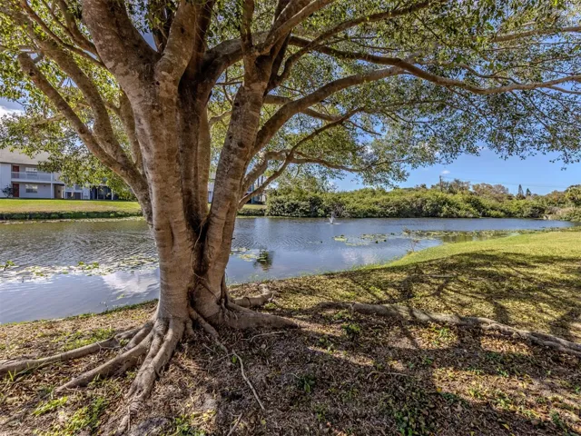 Pond in rear