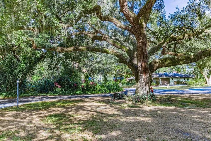 Majestic oak front yard