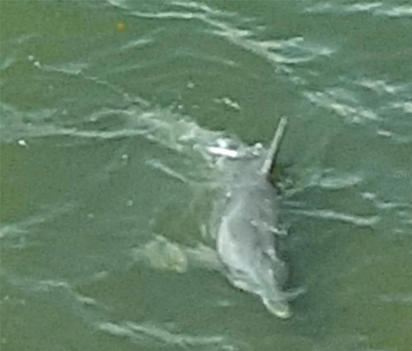 A DOLPHIN IN MY BACKYARD