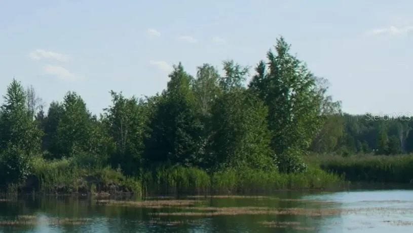 Lush tree line views