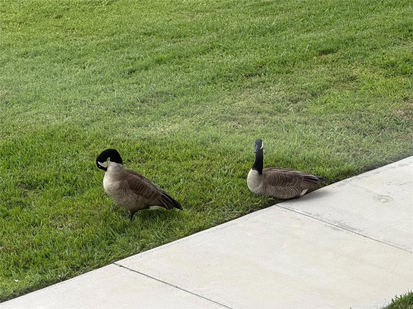 Wildlife viewed from lanai.
