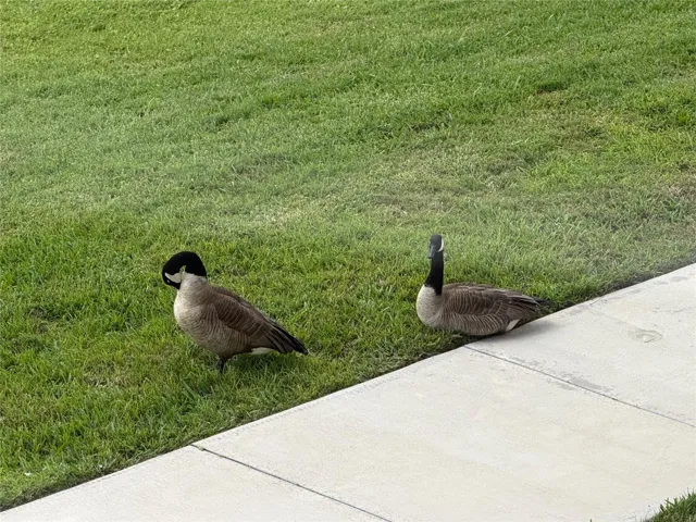 Wildlife viewed from lanai.