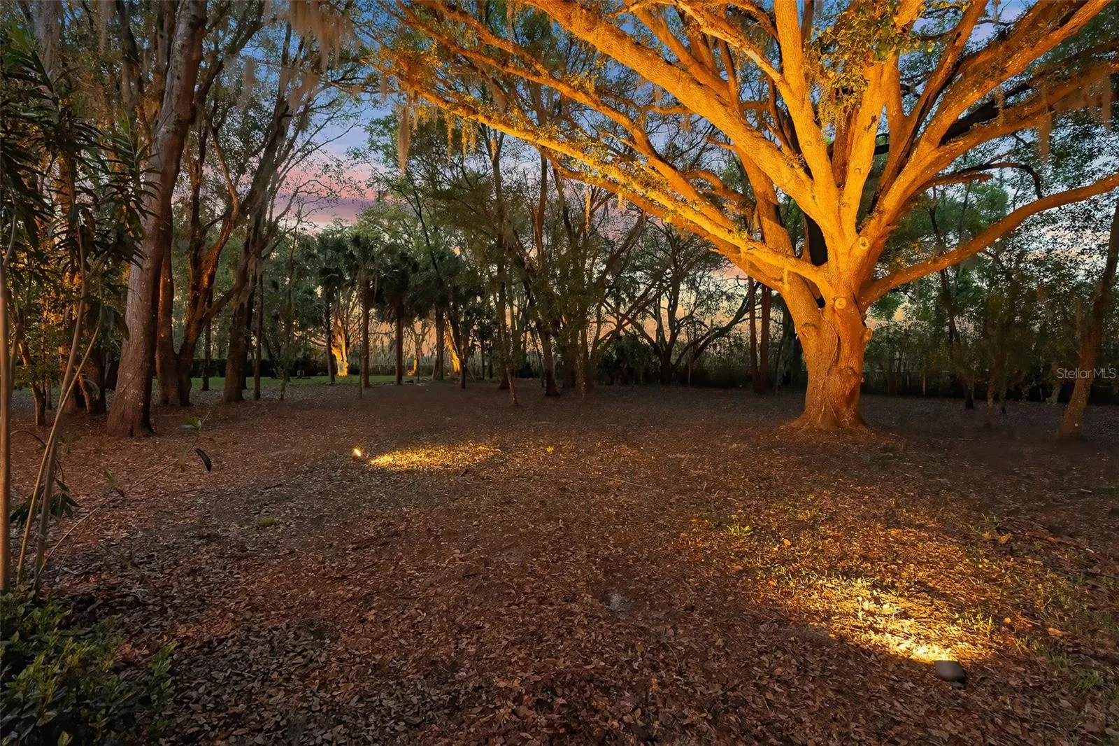 Twilight Backyard