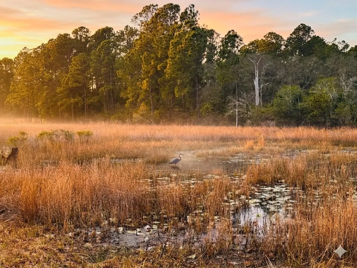 Peaceful pond view