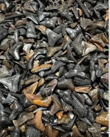 Shark Teeth hunting