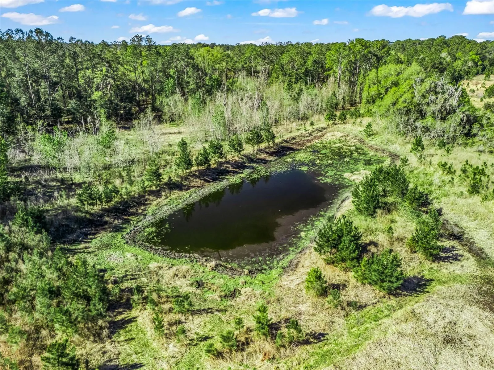 Pond