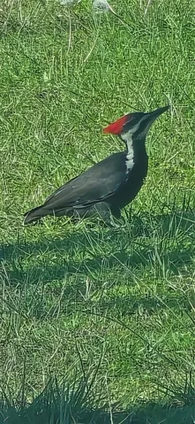 Pileated Woodpecker