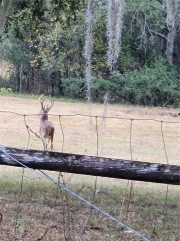 8pt Buck