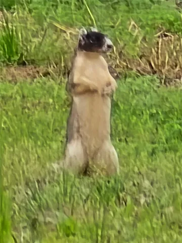 Fox Squirrel