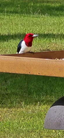 Red-headed Woodpecker