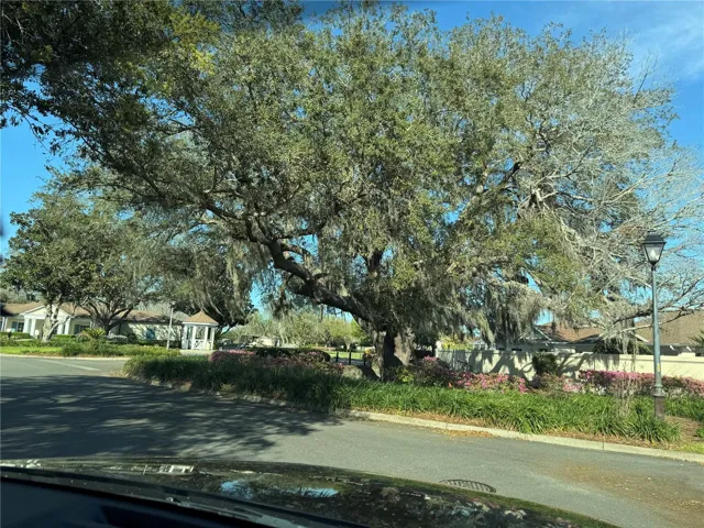 Mature oak Tree in the center of one of many Round-About,