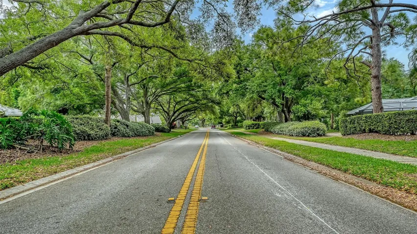 Oak canopy as you drive into Chestnut Creek