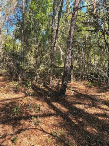 Another picture of the trees on the property.