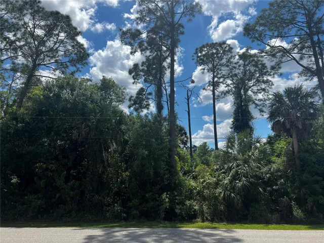 Beautiful Trees!