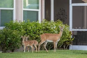 Abundant wildlife
