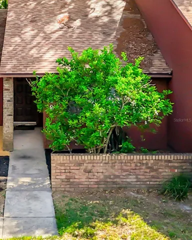 Your very own Orange Tree!
