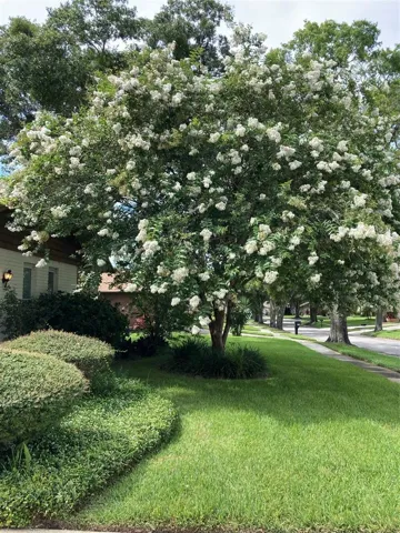 Beautiful front Crape Myrtle when in bloom~
