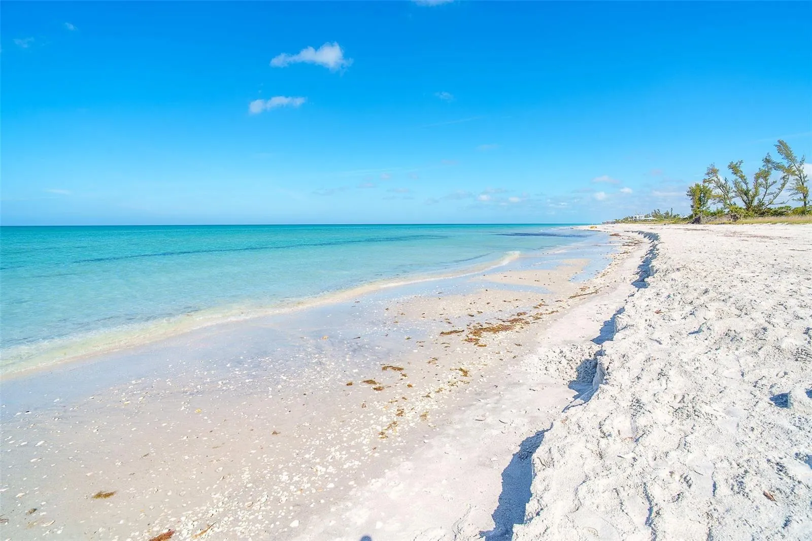 Sand dollars, shells and fossilized  shark teeth abound
