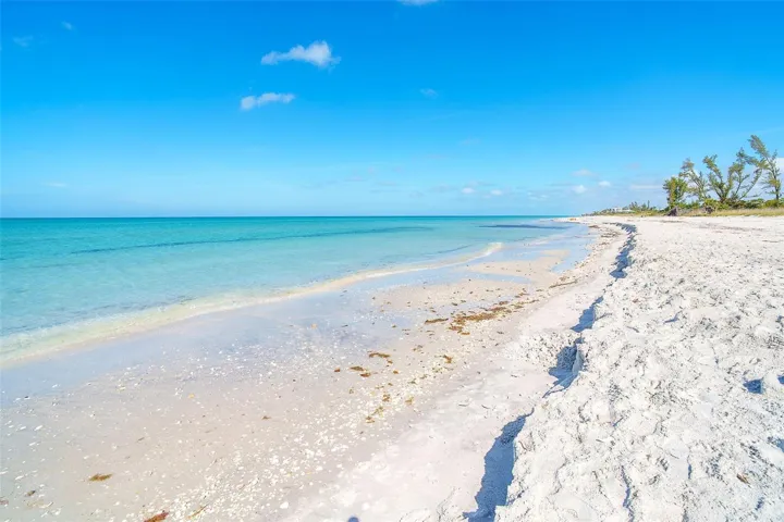Sand dollars, shells and fossilized  shark teeth abound