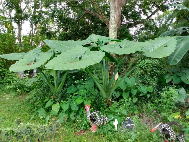 Plants inside the property