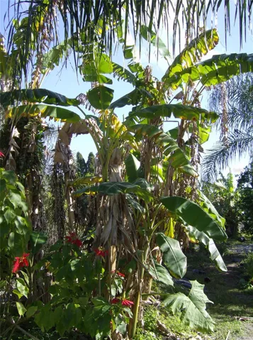 Plants inside the property