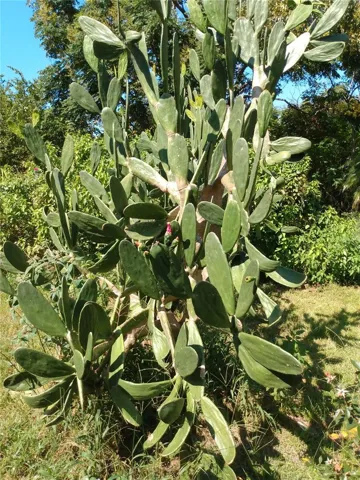 Plants inside the property