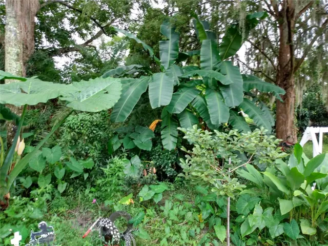 Plants inside the property