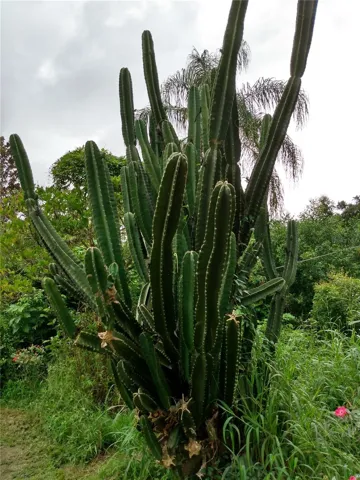 Plants inside the property