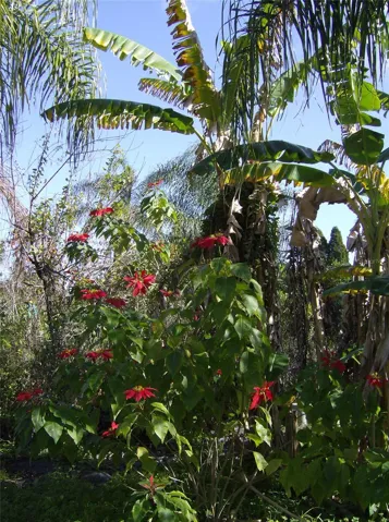 Plants inside the property