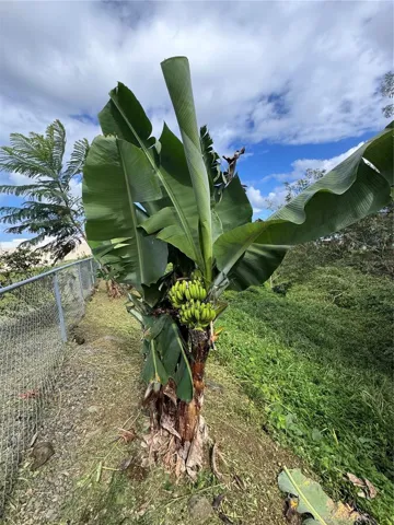 PLANTAIN TREES