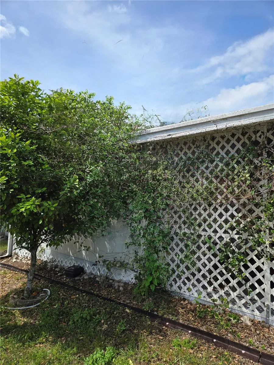 Fantastic orange tree actively producing fruit