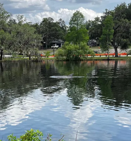 Dolphin swimming by