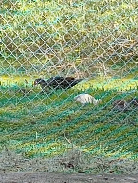 Wild Ducks