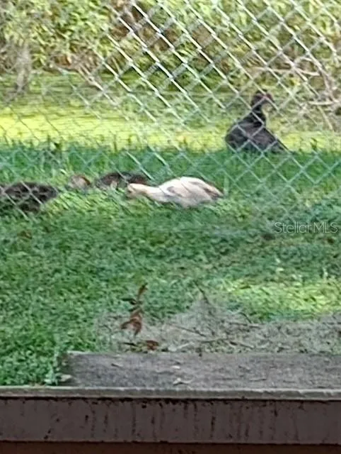 Ducks