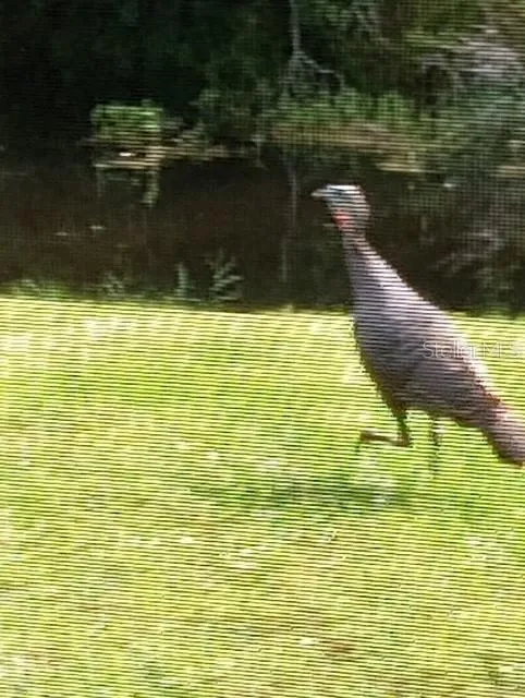 Wild life seen from Lanai