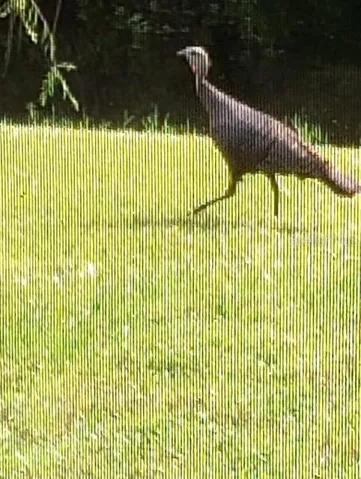 1170