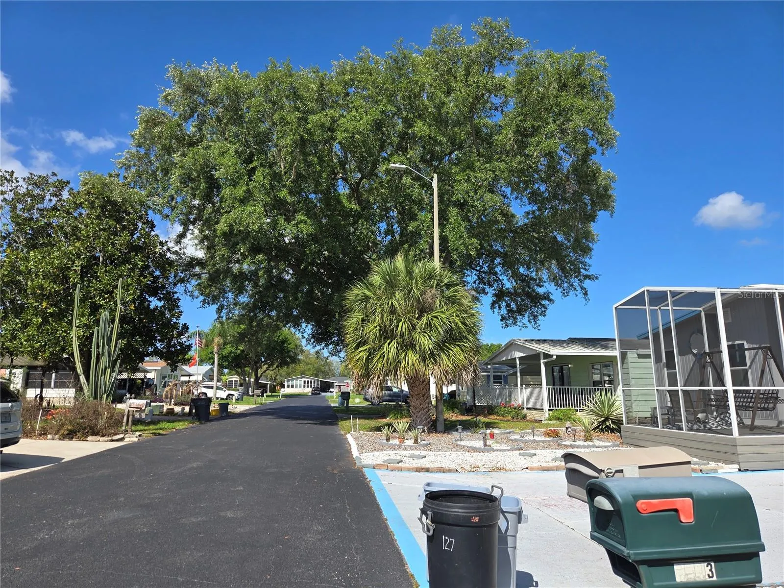 Street view of the beautiful shade tree