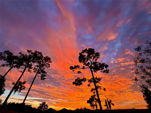 back yard view