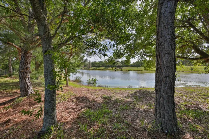 Pond view